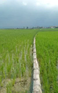 بهترین جایگزین کود NPK شیمیایی فقط با 2 تومن