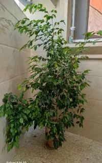 گل دیفن باخیا و گل بنجامین