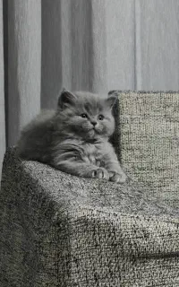 واگذاری بچه گربه اسکاتیش