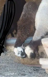 بره ماده وزن تقریبا 30کیلو
