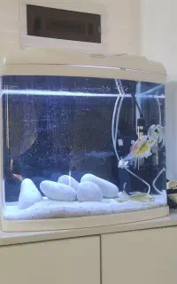 آکواریوم شیشه خم