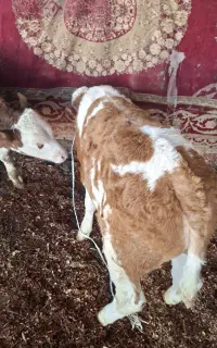 سیمینتال بندرترکمن