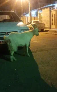نر بزسانن جلو رو