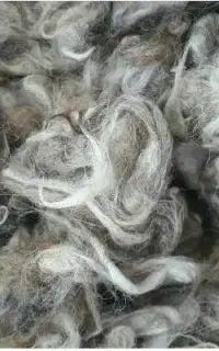 پشم گوسفندی