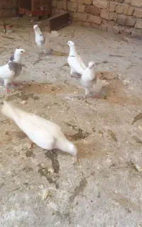 کبوتر خال