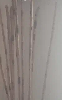۱۰ عدد چوب بامبو