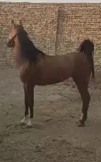 اسب کره مادیان بی نظیر همراه با شناسنامه