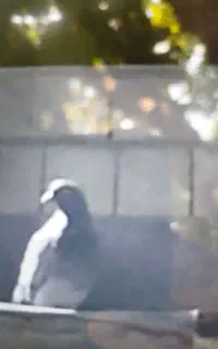 کبوتر گم شده