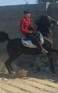 اسب نریان مشکی