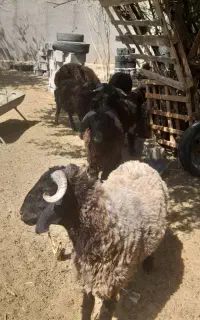 فروش هشت راس بره نر سیاه محلی