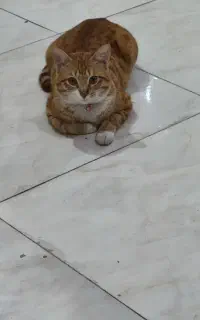 گربه
