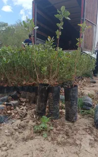 فروش نهال پسته