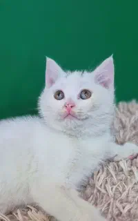 گربه بریتیش قیمت ۱۲ میلیون