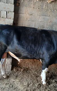 جوانه چاق
