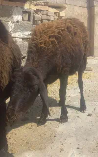 بره قزل افشار