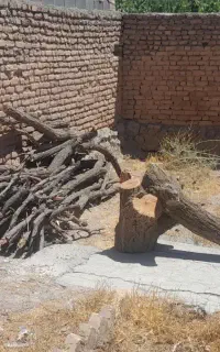 فروش تنه و شاخه درخت زردآلو و سپیدار