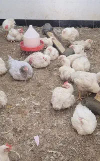 کارگر مرغ فروشی