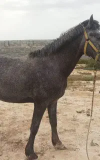 اسب