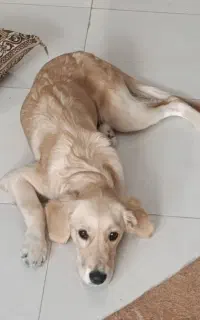 سگ گلدن
