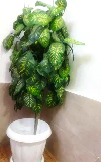 دیفن باخیا مصنوعی وارداتی
