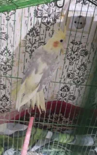 عروس هلندی دوکت نر