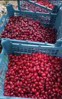 ذغال اخته طارم