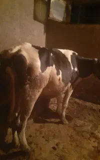 گاوهلشتن شکم اول