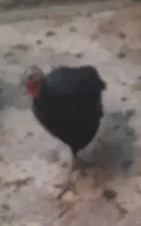 بوقلمون ماده