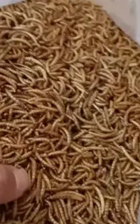 فروش میلورم خشک ( حیوانی و انسانی)