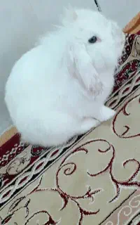 خرگوش لوپ