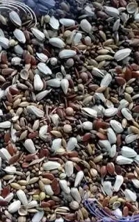 دانه تقویتی پرنده مرغ کبوتربلدرچین عروس هلندی قسطی