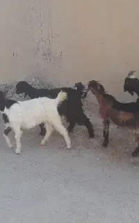 پنج راس کهره