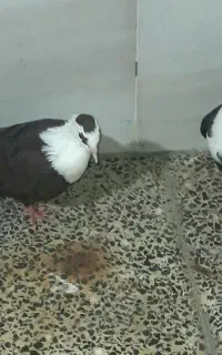 کبوتر مخمل