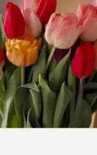 گل لاله با گلدان