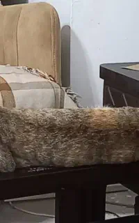 واگزازی گربه