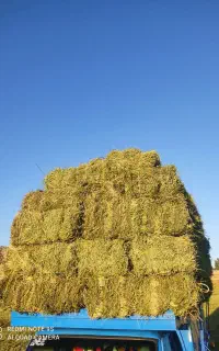 یونجه