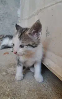 بچه گربه