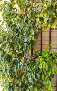 فروش میزودرخت