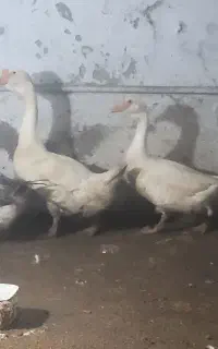 ۳تاغاز دوتا قوغازلیندا یکی محلی ۱۰ماهه