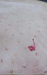 پالاز موکت