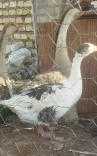 قوغازوغاز