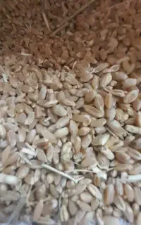 گندم ۱۲ کیلو گرم تقریبی