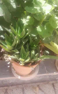 گل های سرحال و شاداب