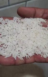 برنج طارم هاشمی  امساله