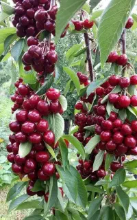 پیش فروش نهال گیلاس تکدانه