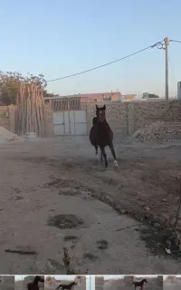 فروش اسب عرب دره شوری