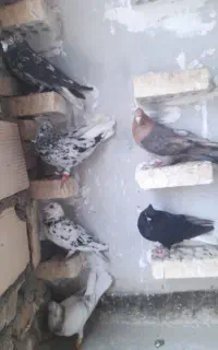کبوتر