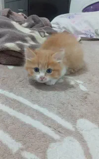 گربه واگزاری