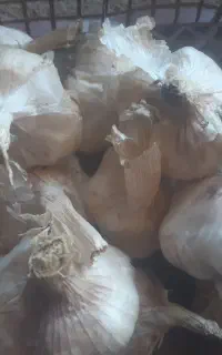 سیر سفید خشک