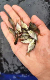 بچه‌ماهی کپور و آمور جهت استخر کشاورزی